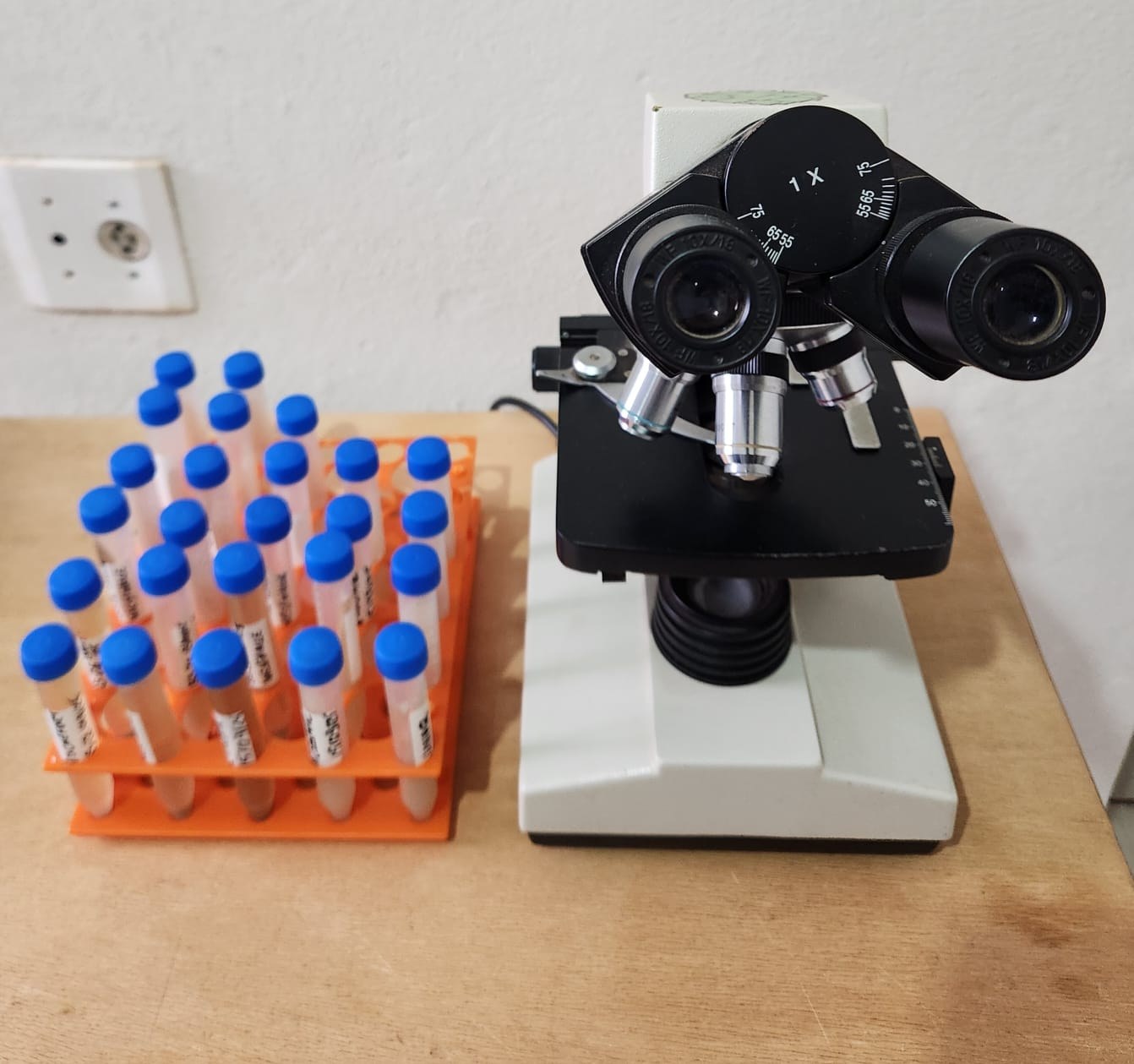 Microscópio e amostras de levedura no laboratório